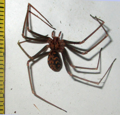 Loxosceles simillima