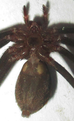 Loxosceles simillima