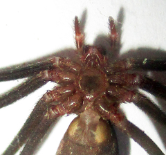 Loxosceles simillima