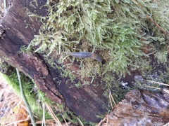 Krynickillus melanocephalus