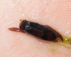 Corixidae