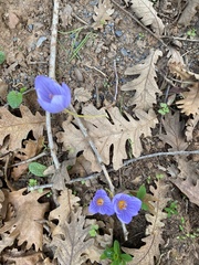 Crocus pulchellus
