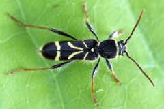 Cyrtoclytus capra