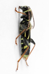 Cyrtoclytus capra