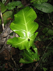 Philodendron cataniapoense