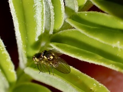 Liriomyza clianthi