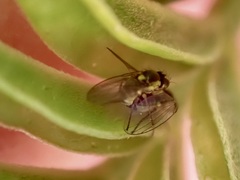 Liriomyza clianthi