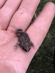Uperoleia laevigata