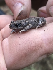 Uperoleia laevigata