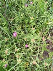 Centaurea trichocephala