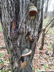Phellinus