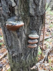 Phellinus