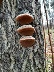 Phellinus