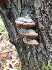 Phellinus
