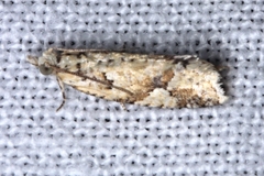 Euphona euphona