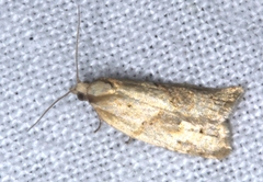 Euphona euphona