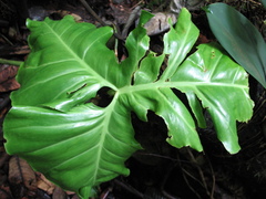 Philodendron cataniapoense