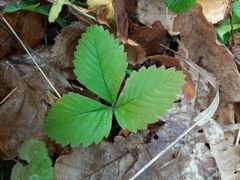 Fragaria vesca