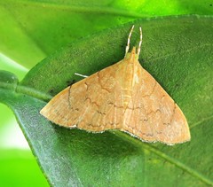 Hyalobathra crenulata