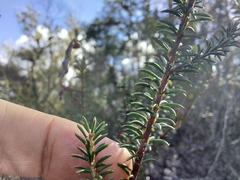 Acacia brunioides