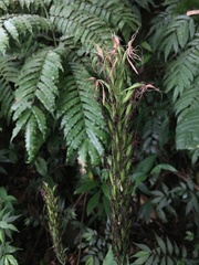 Habenaria pantlingiana