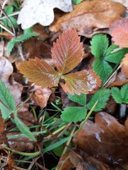 Fragaria vesca
