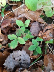 Fragaria vesca