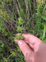 Lamium amplexicaule orientale