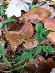 Fragaria vesca