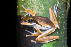 Polypedates macrotis
