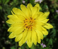 Pyrrhopappus pauciflorus