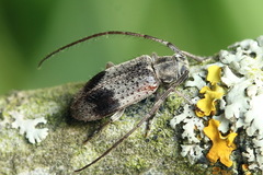 Exocentrus punctipennis