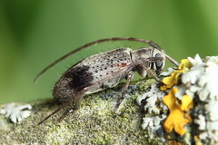 Exocentrus punctipennis