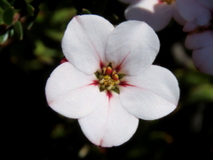Adenandra acuta
