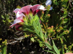 Adenandra acuta