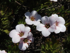 Adenandra acuta