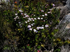 Adenandra acuta