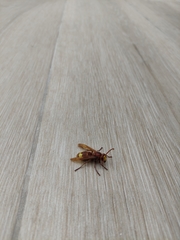 Vespa orientalis