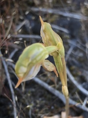 Pterostylis pusilla