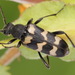 Three-banded Longhorn Beetle - Photo (c) Andrey Ponomarev, some rights reserved (CC BY-NC), uploaded by Andrey Ponomarev