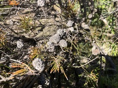 Allocasuarina pusilla