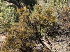 Allocasuarina pusilla