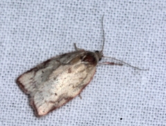 Garrha limbata