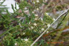 Aspidoglossum heterophyllum
