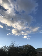 Plectropterus gambensis