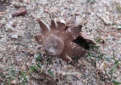 Geastrum campestre