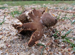 Geastrum campestre