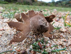 Geastrum campestre