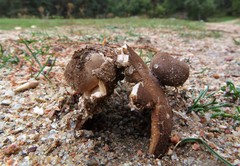 Geastrum campestre