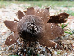 Geastrum campestre